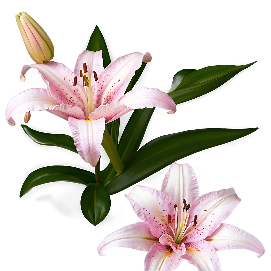 Pink Lily Flowers Png 83 PNG