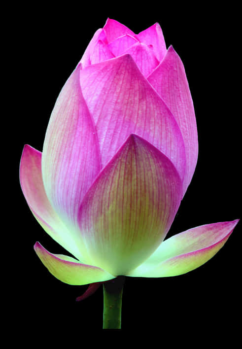 Pink Lotus Bud Black Background PNG