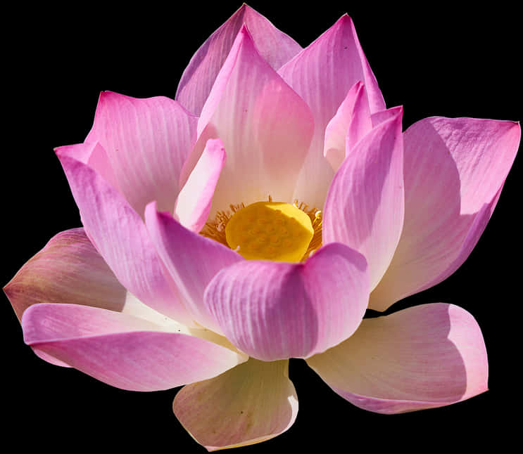 Pink Lotus Flower Black Background PNG