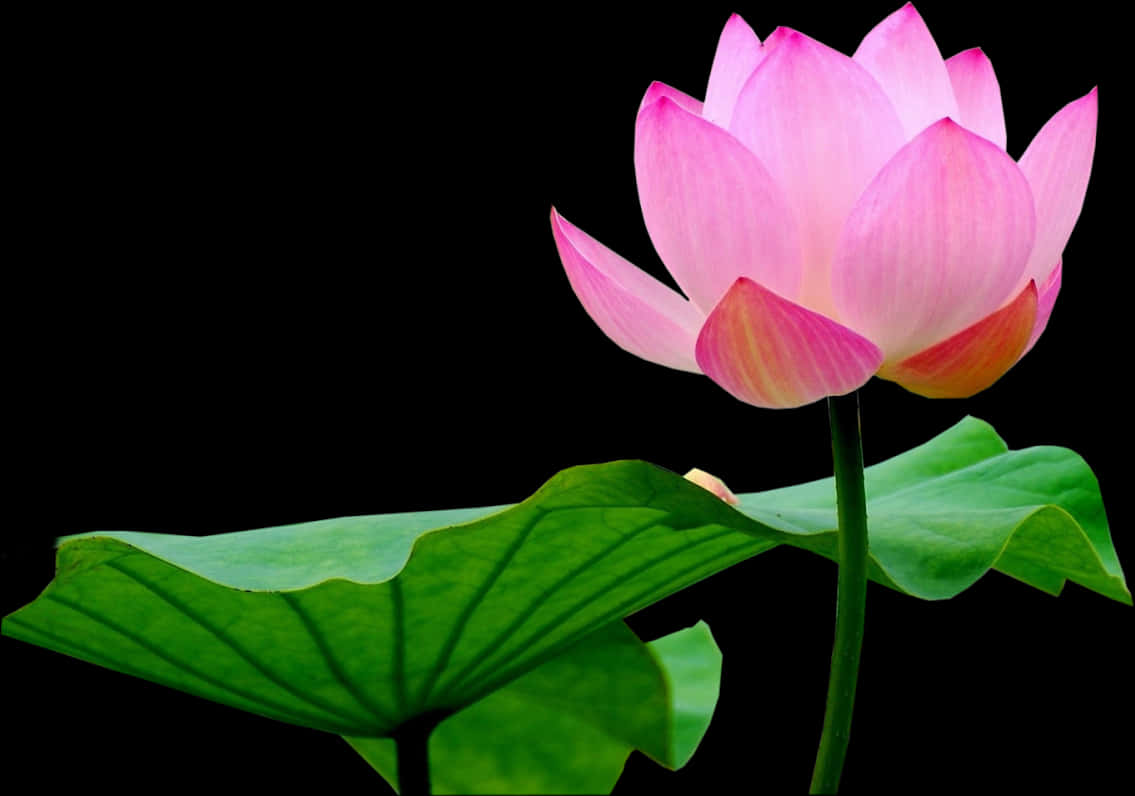 Pink Lotus Flower Black Background PNG