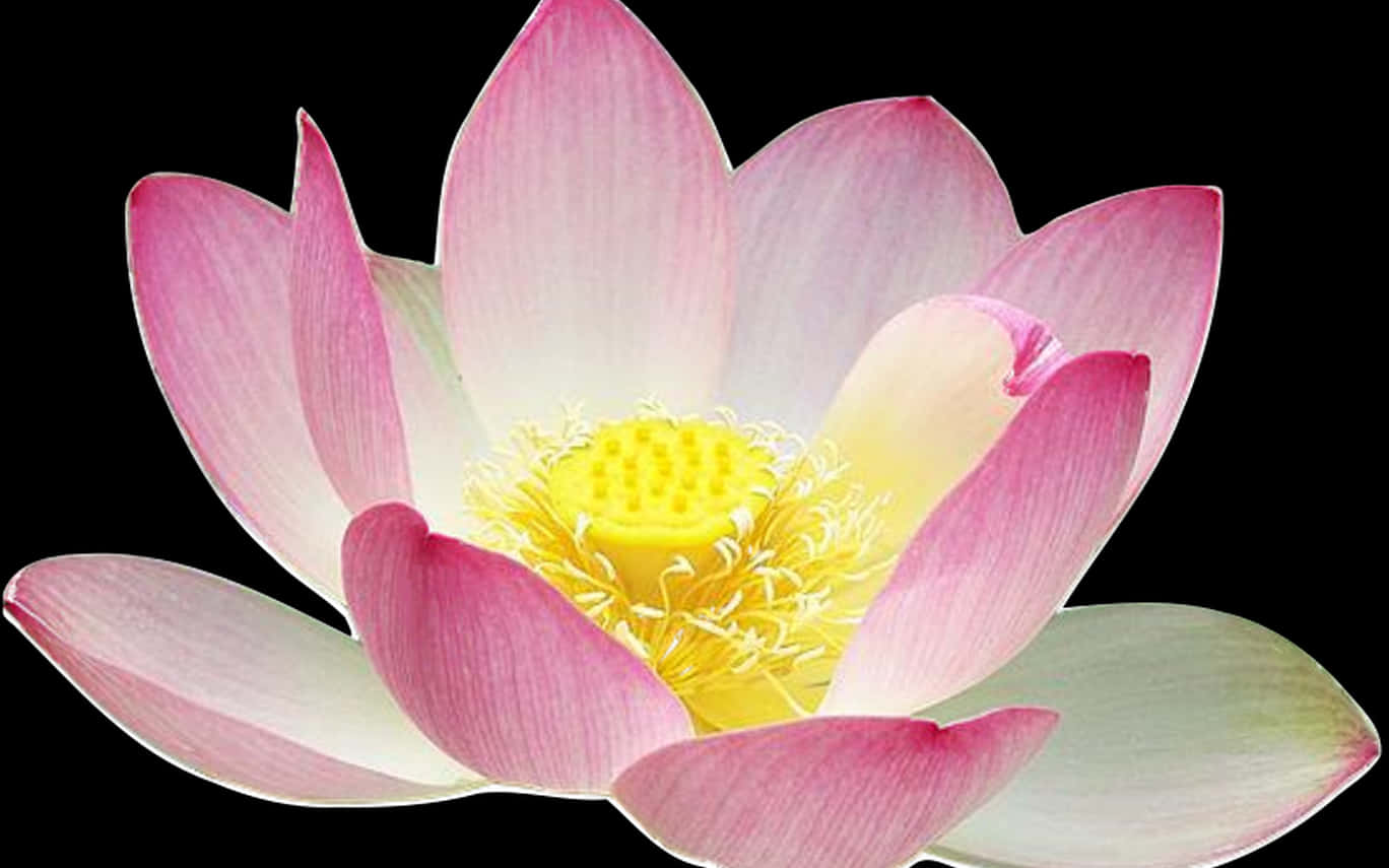 Pink Lotus Flower Black Background PNG