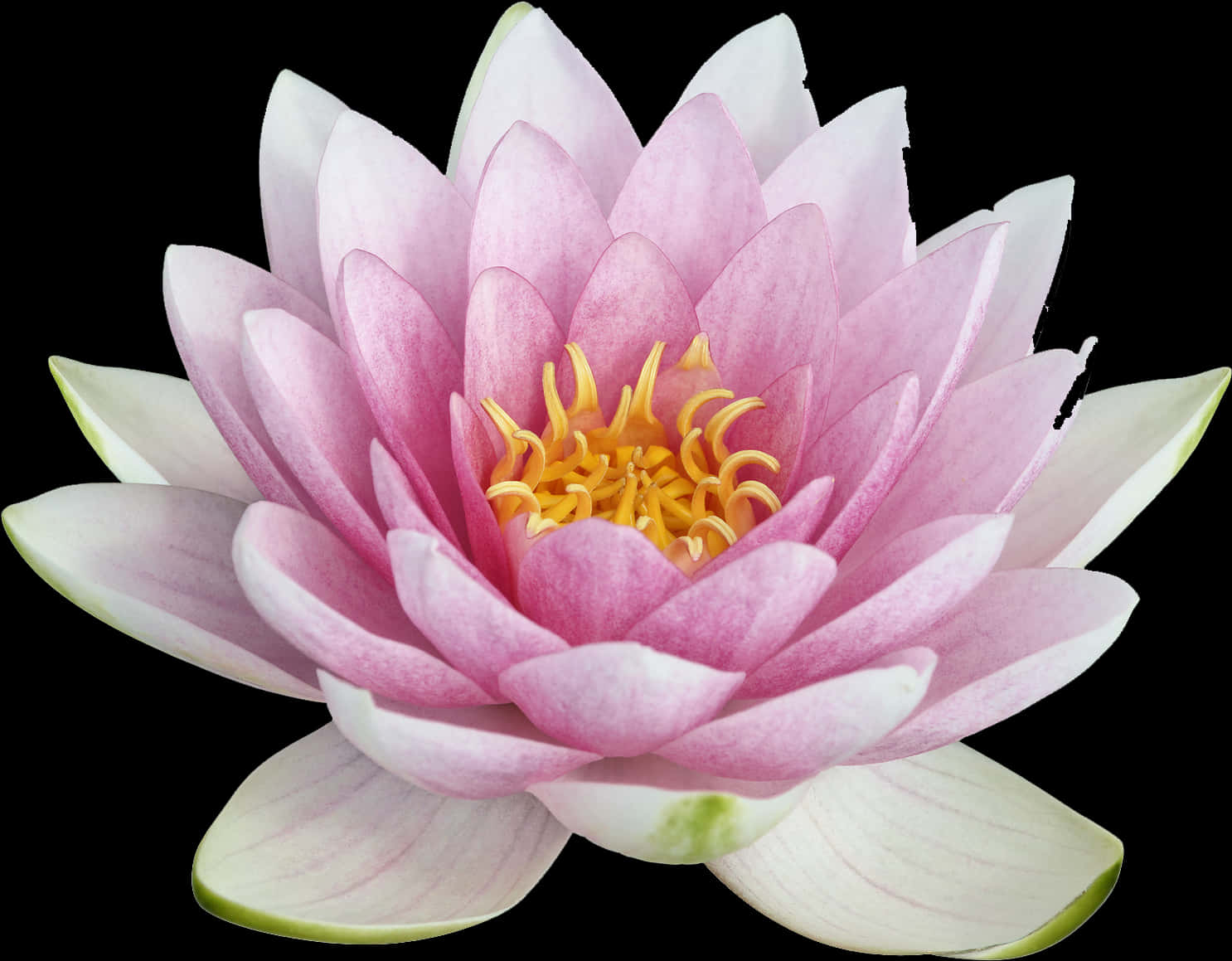 Pink Lotus Flower Closeup PNG