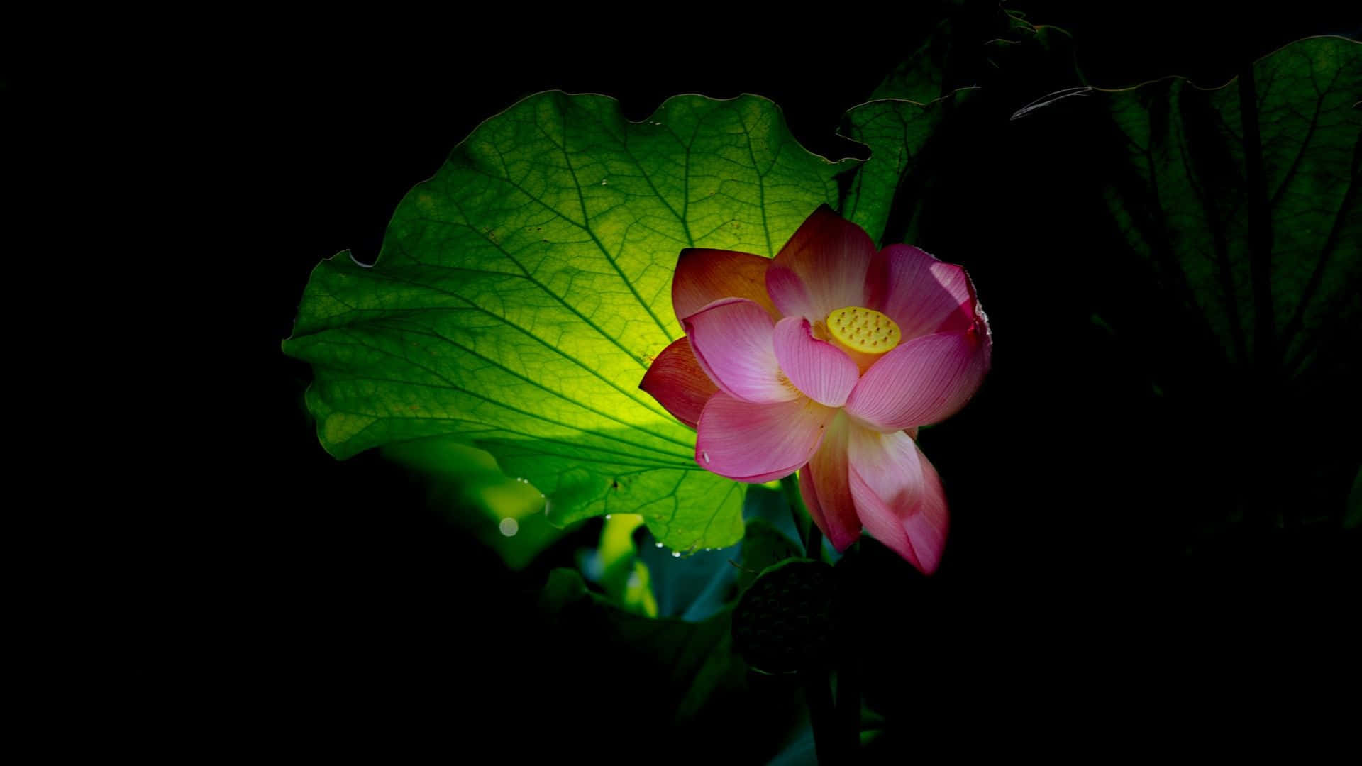 Pink Lotusblomst Grøn Blad Wallpaper