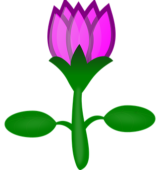 Pink Lotus Flower Illustration PNG