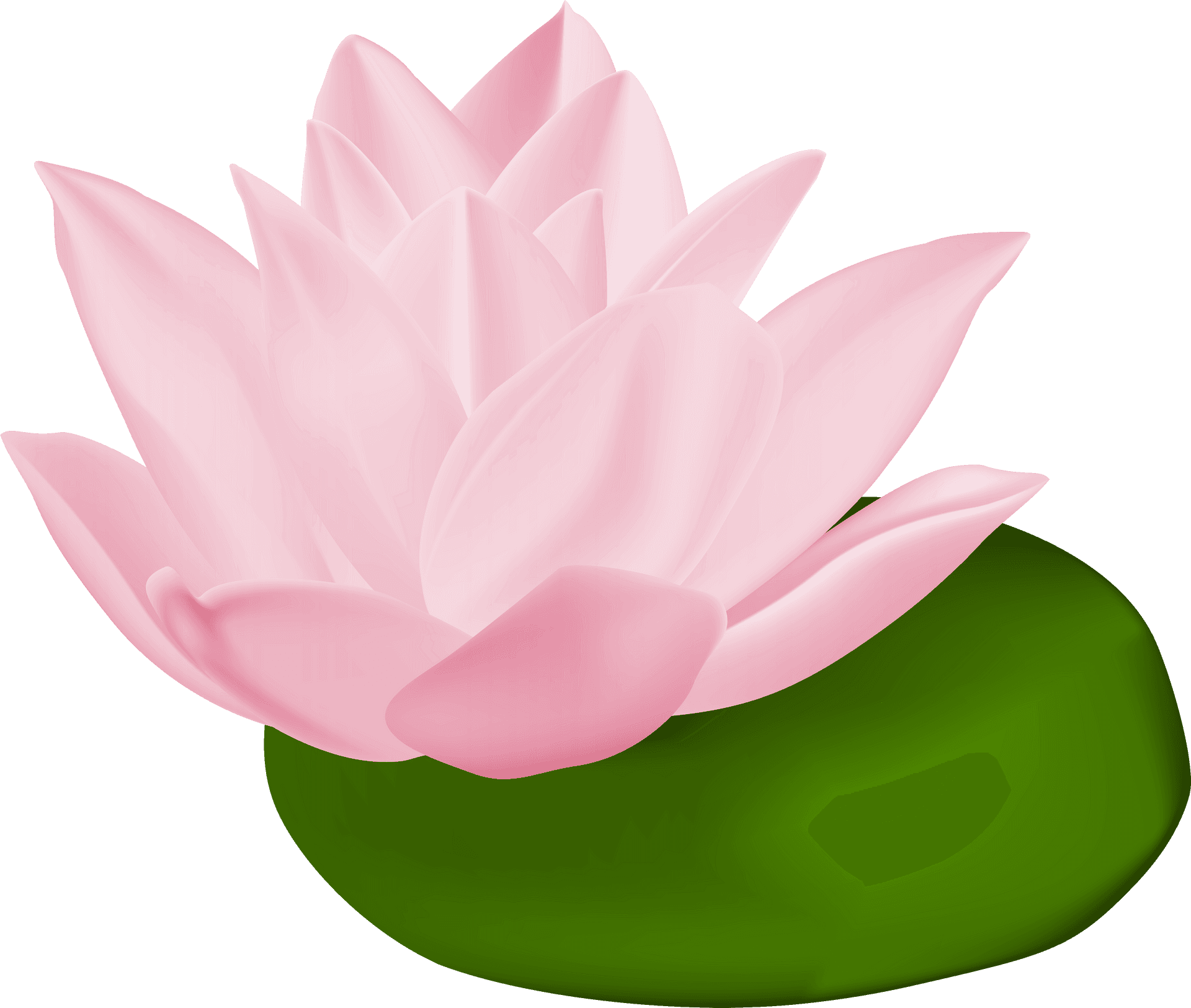 Pink Lotus Flower Illustration PNG