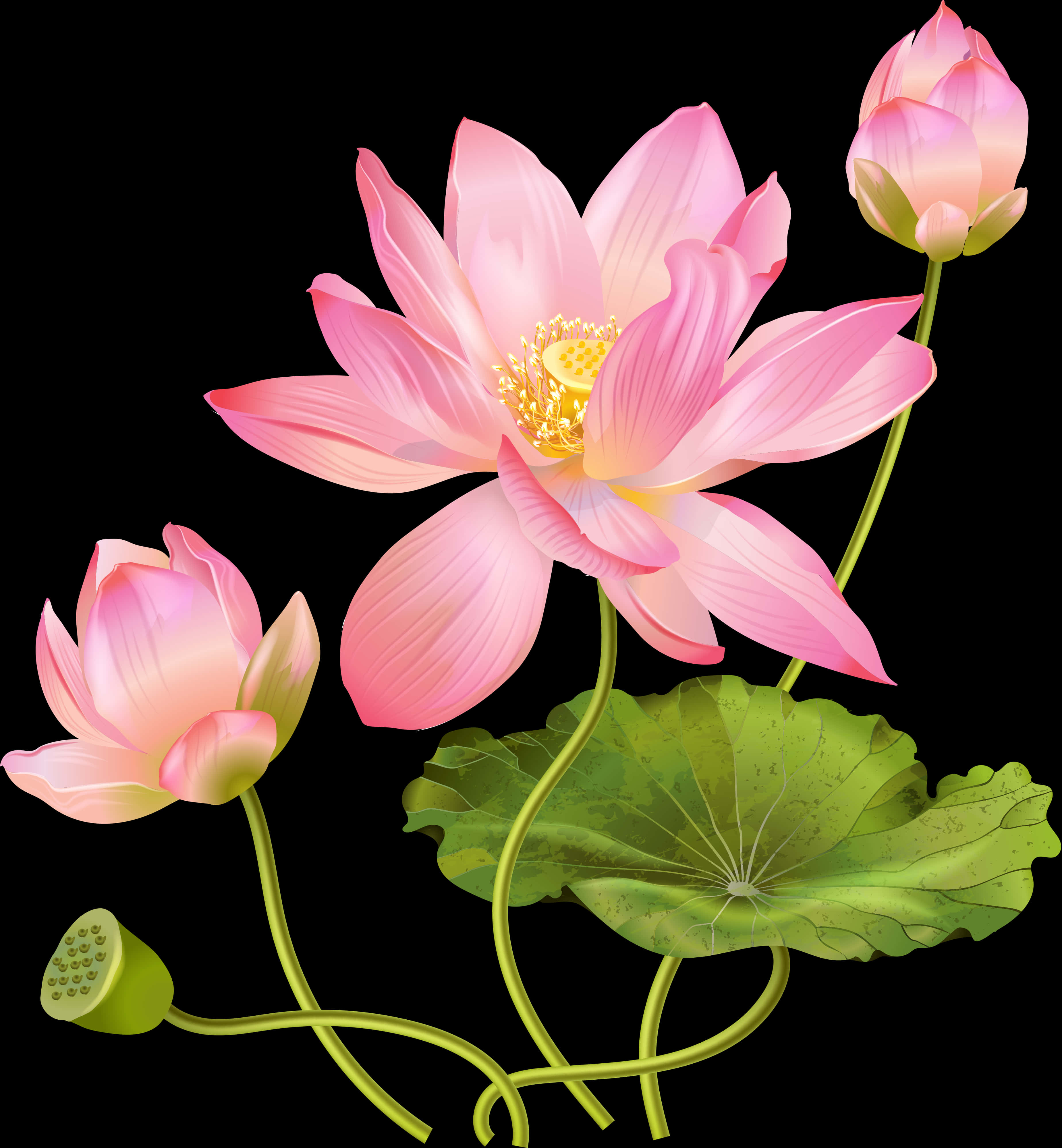Pink Lotus Flower Illustration PNG