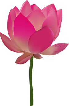 Pink Lotus Flower Illustration PNG