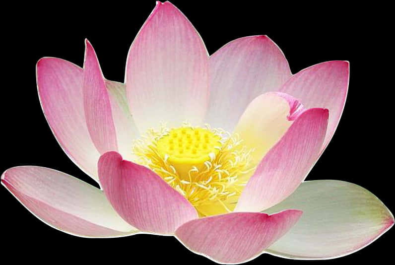 Pink Lotus Flower Isolated Background PNG