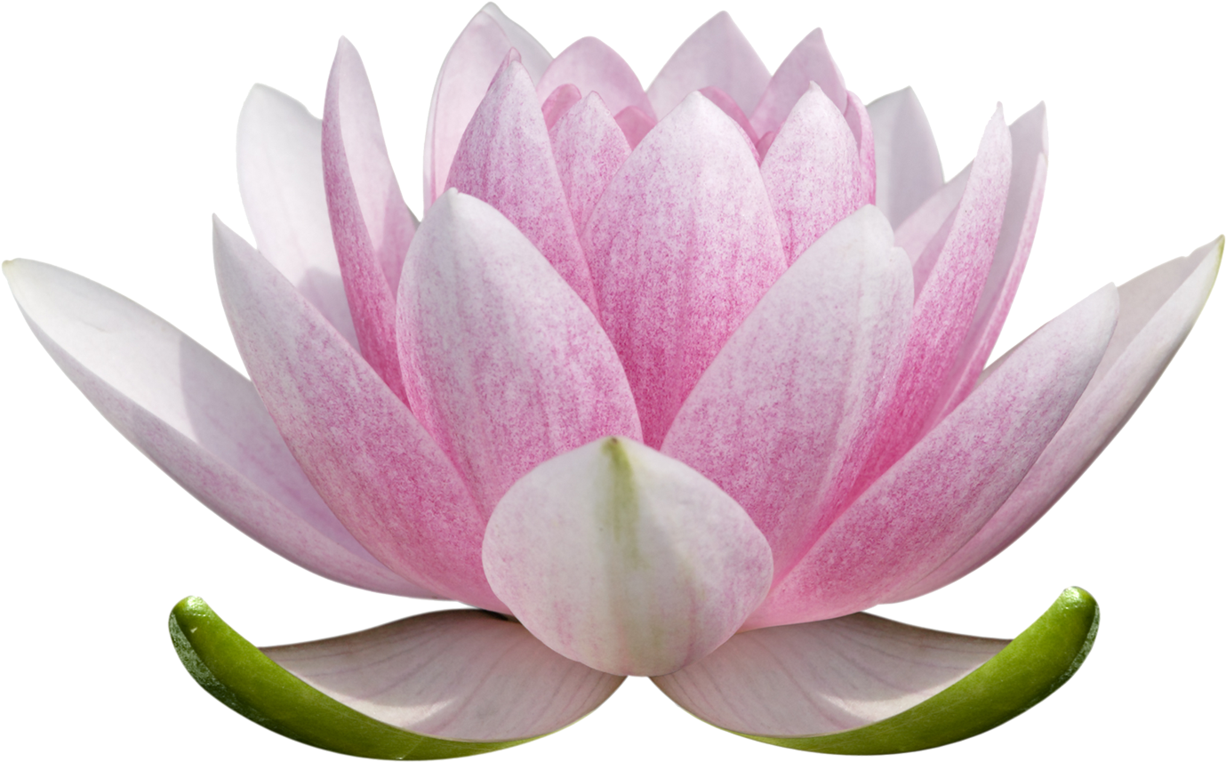 Pink Lotus Flower Transparent Background PNG