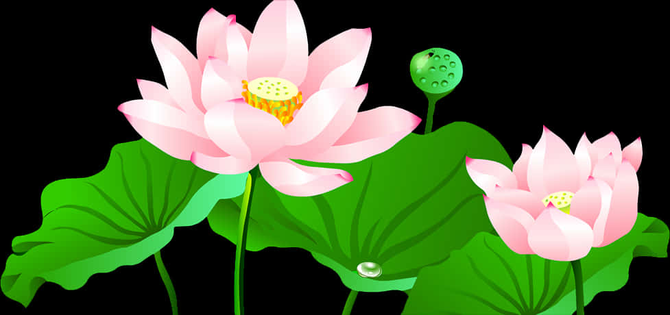 Pink Lotus Flowers Vector Illustration PNG