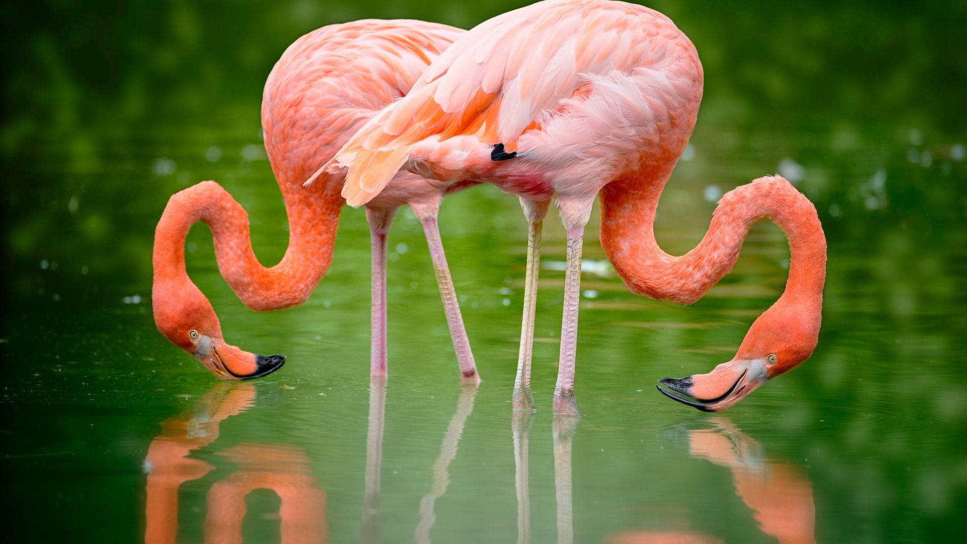 Pink Love Birds Drinking Wallpaper
