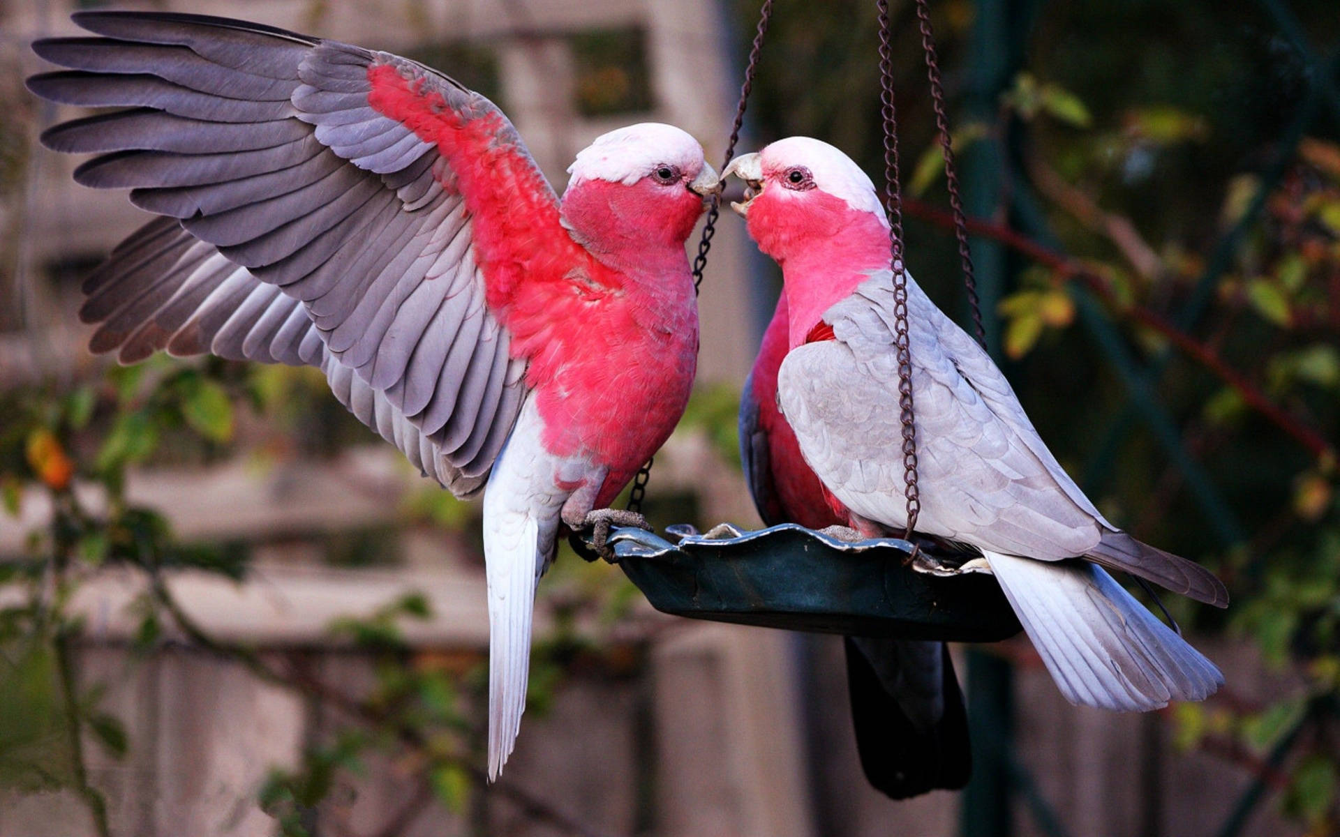 Free Pink Love Birds Wallpaper Downloads, [100+] Pink Love Birds Wallpapers  for FREE 