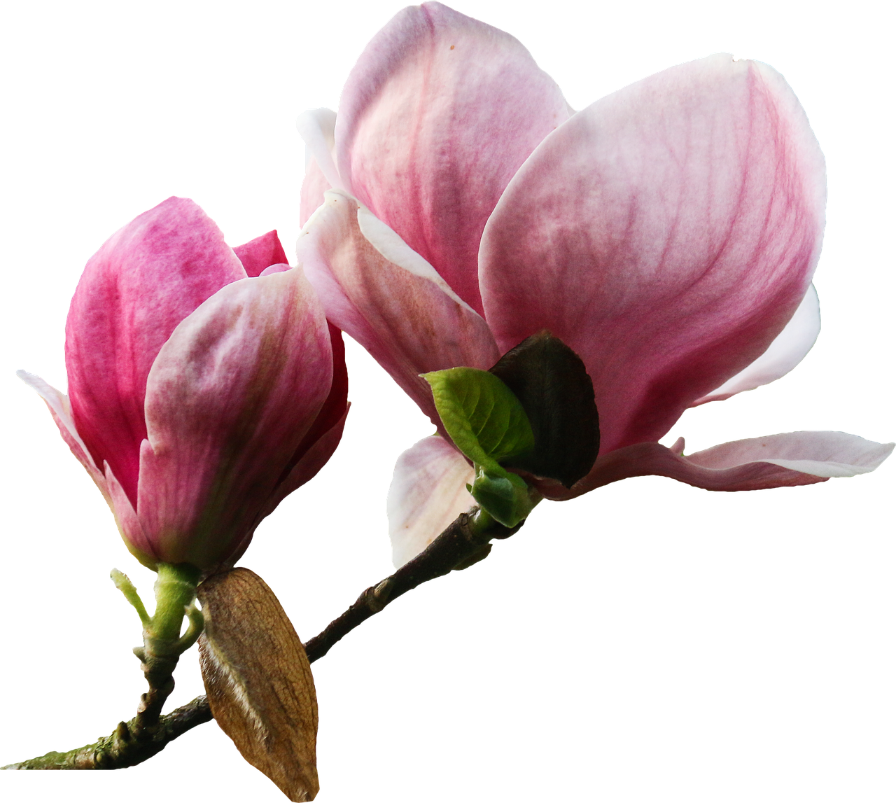 Pink_ Magnolia_ Blossoms_ Black_ Background PNG