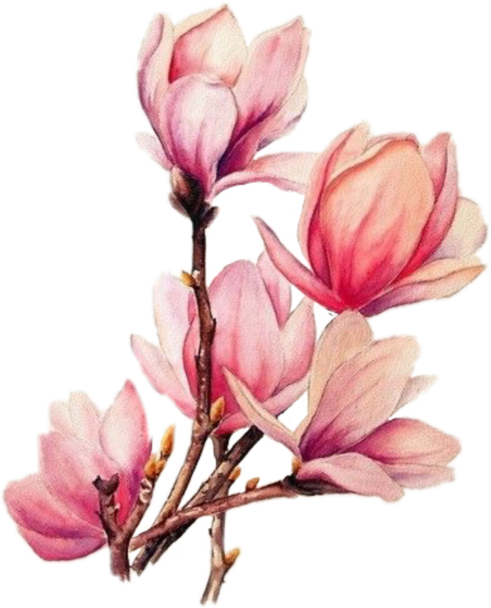 Pink Magnolia Blossoms Tattoo Design PNG