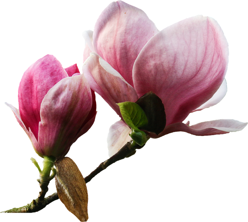 Pink Magnolia Blossoms Transparent Background PNG