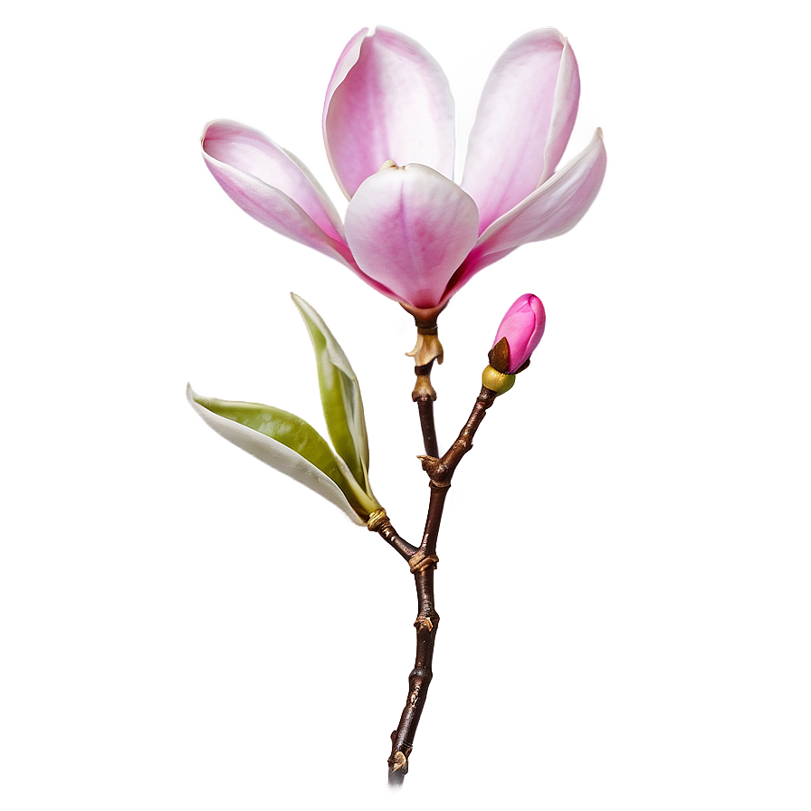 Pink Magnolia Flower Design Png Red92 PNG