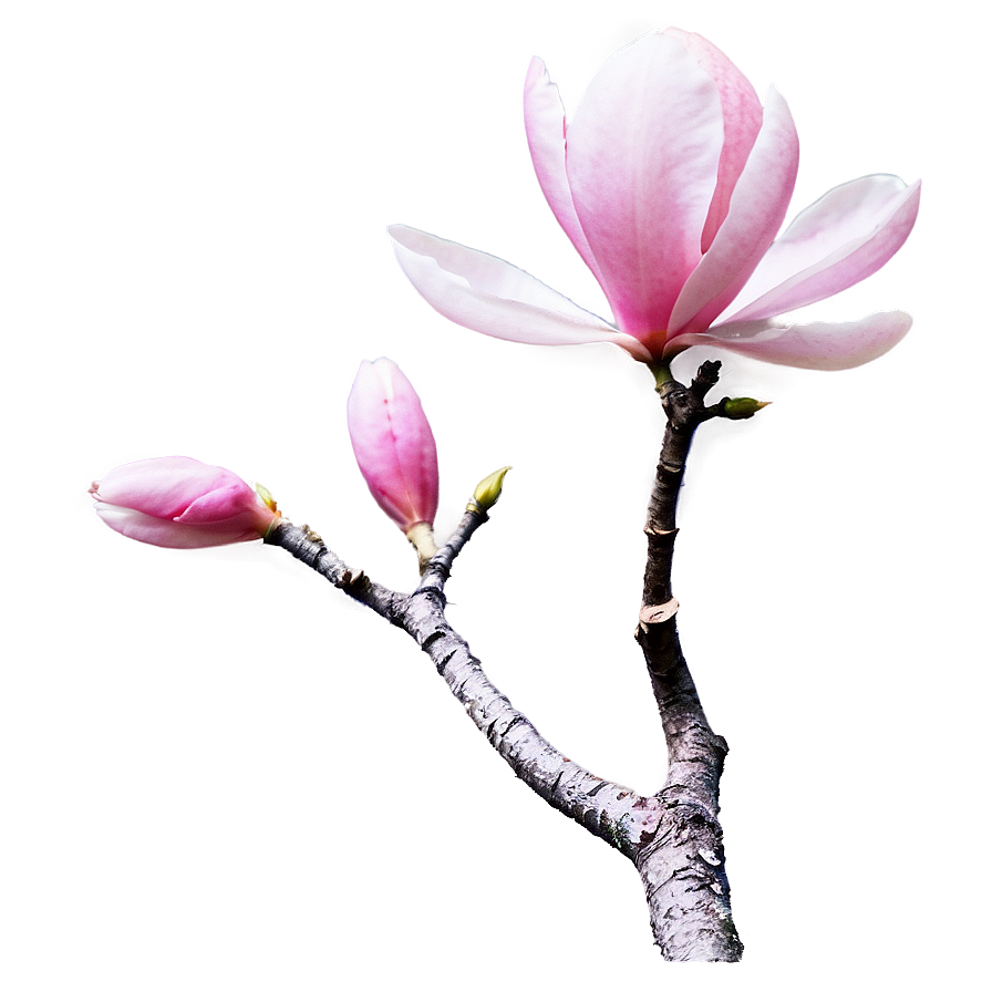 Pink Magnolia Tree Blossom Png Yfi PNG