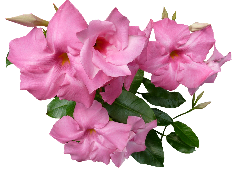 Pink Mandevilla Blooms PNG