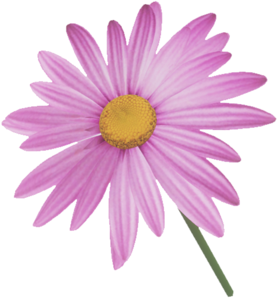 Download Pink Marguerite Daisy Flower | Wallpapers.com