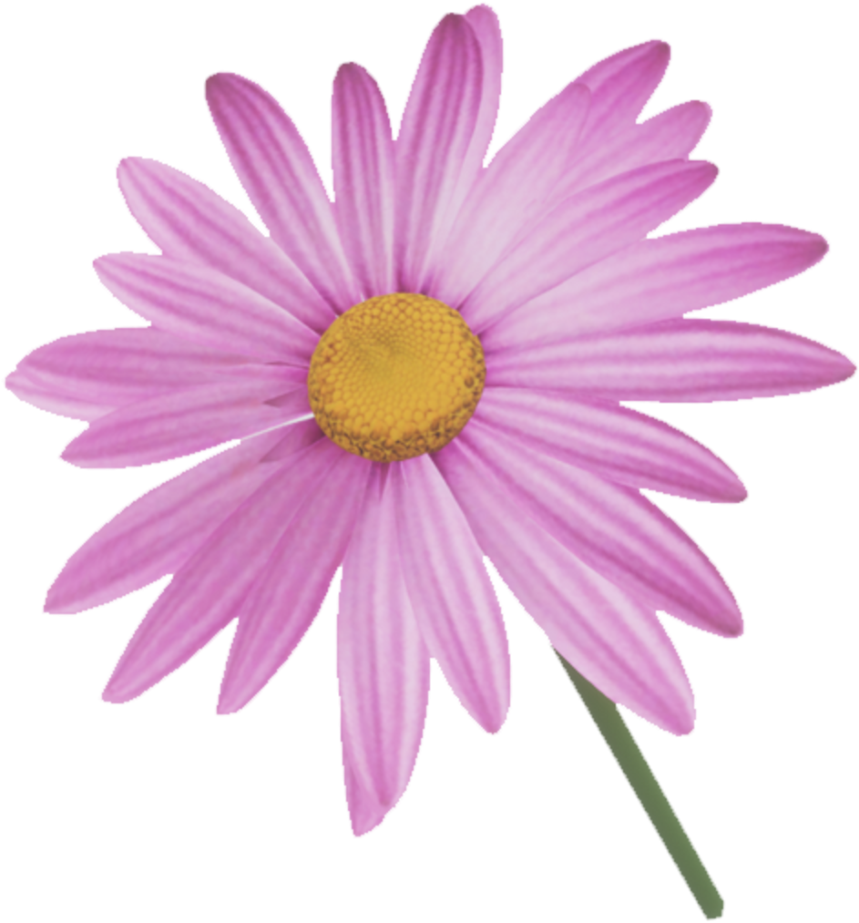 Pink Marguerite Daisy Flower PNG