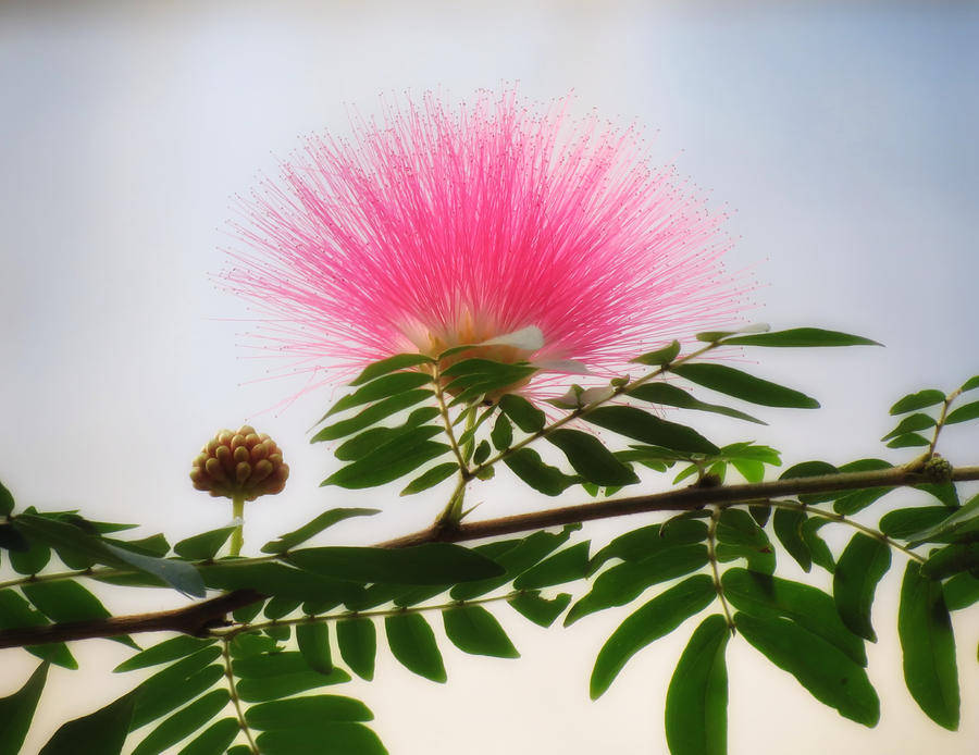 Lyserøde Mimosa Puff Blomster Wallpaper