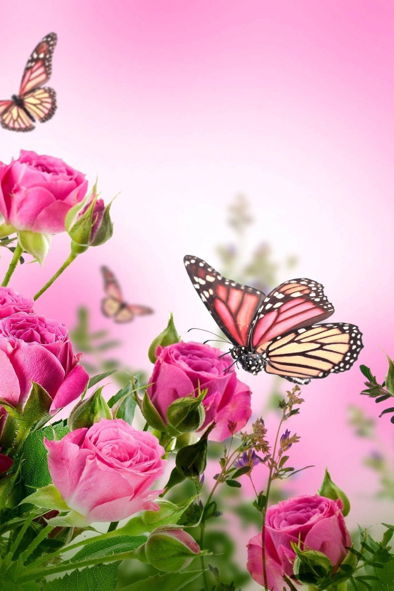 Pink Monarch Butterfly On Flower Wallpaper