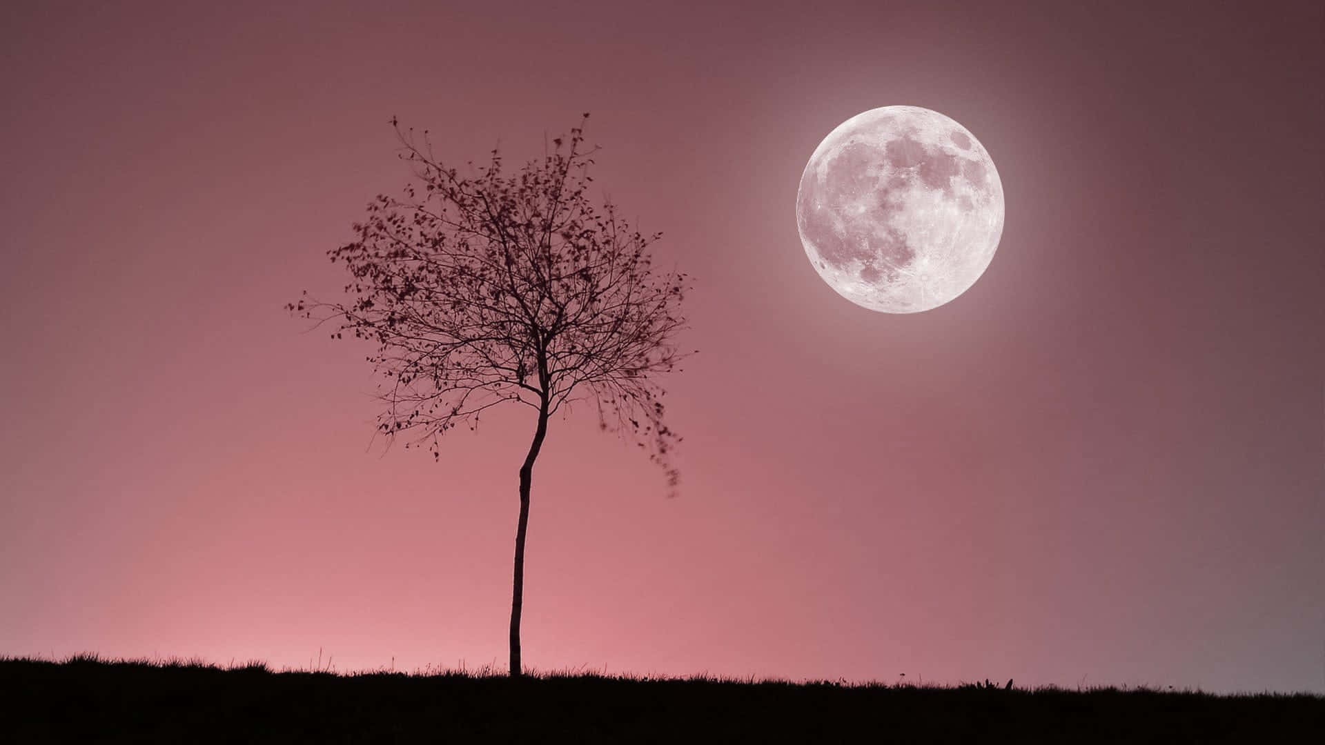 Silhouettedi Albero E Luna Rosa Sfondo