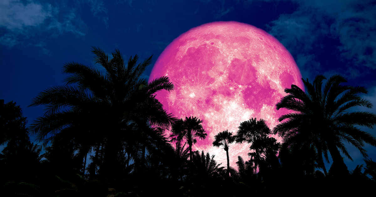 Beautiful Pink Moon Rising in the Evening Sky