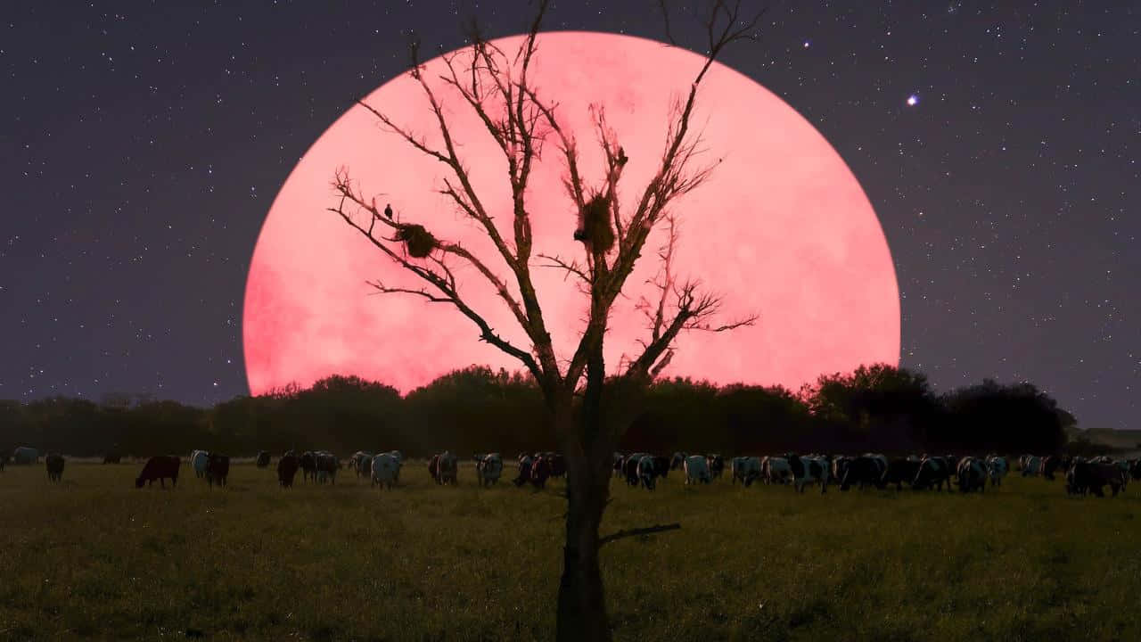 Beautiful Pink Moon Shining Bright in the Night Sky