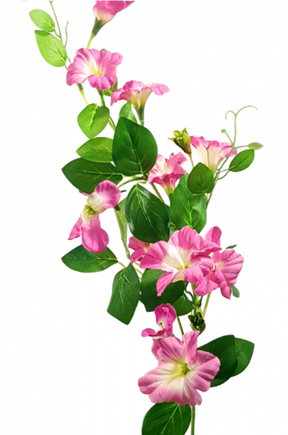 Pink Morning Glory Flowers PNG