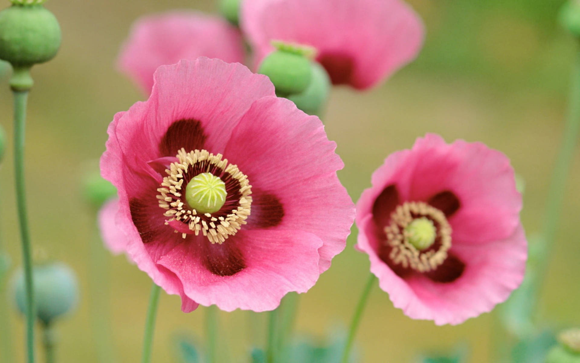 Pink Opium Poppies Wallpaper