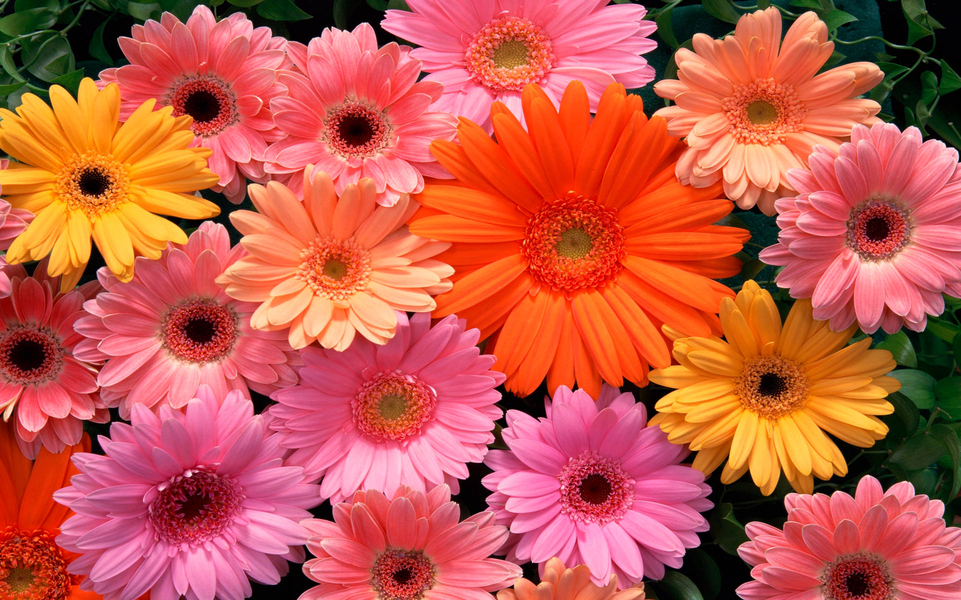 Pink,orange Und Gelbe Gerbera Blumen Wallpaper