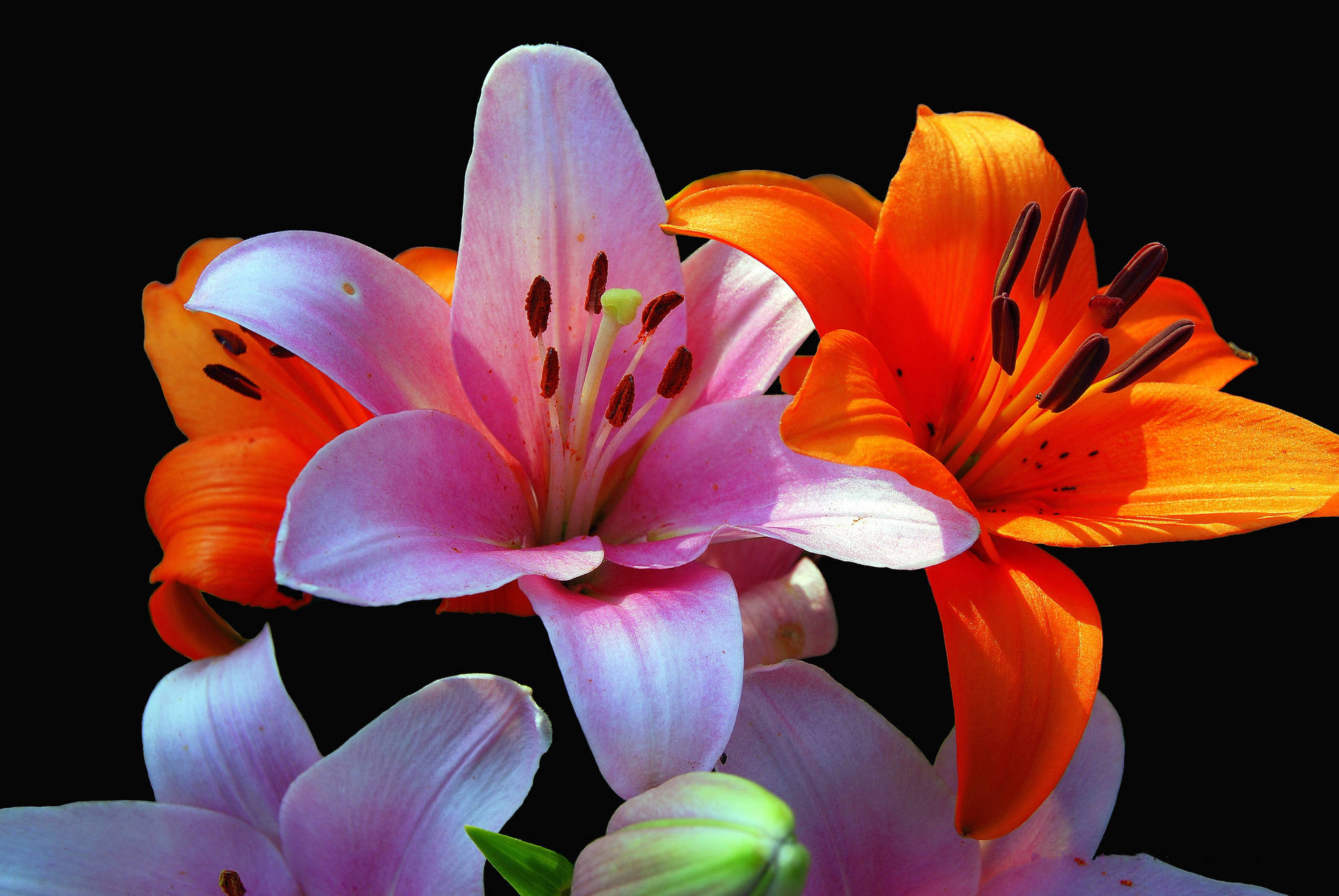 Florhermosa De Color Rosa Y Naranja. Fondo de pantalla