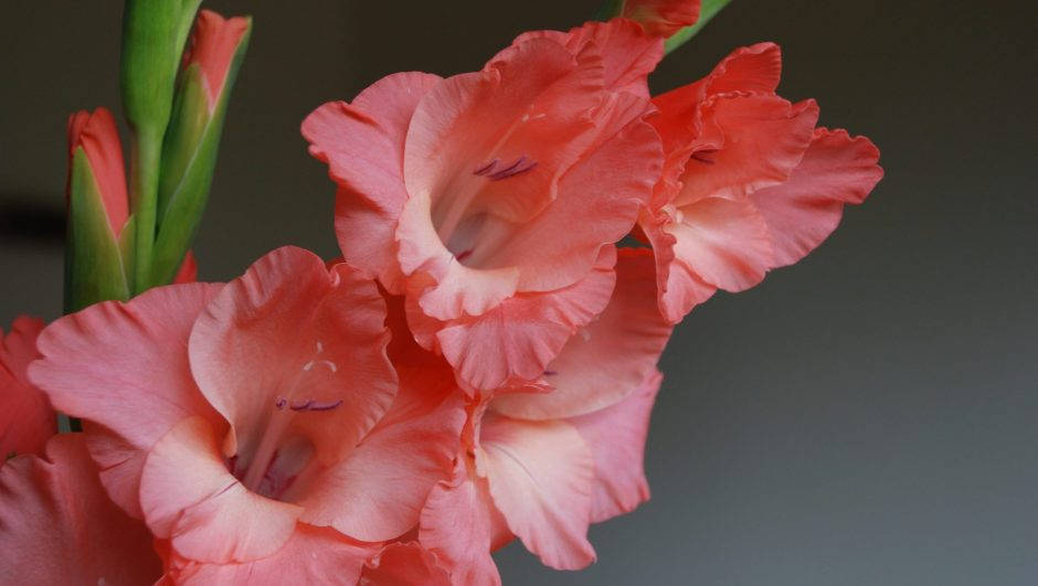Floresde Gladiolos En Color Rosa Y Naranja Fondo de pantalla