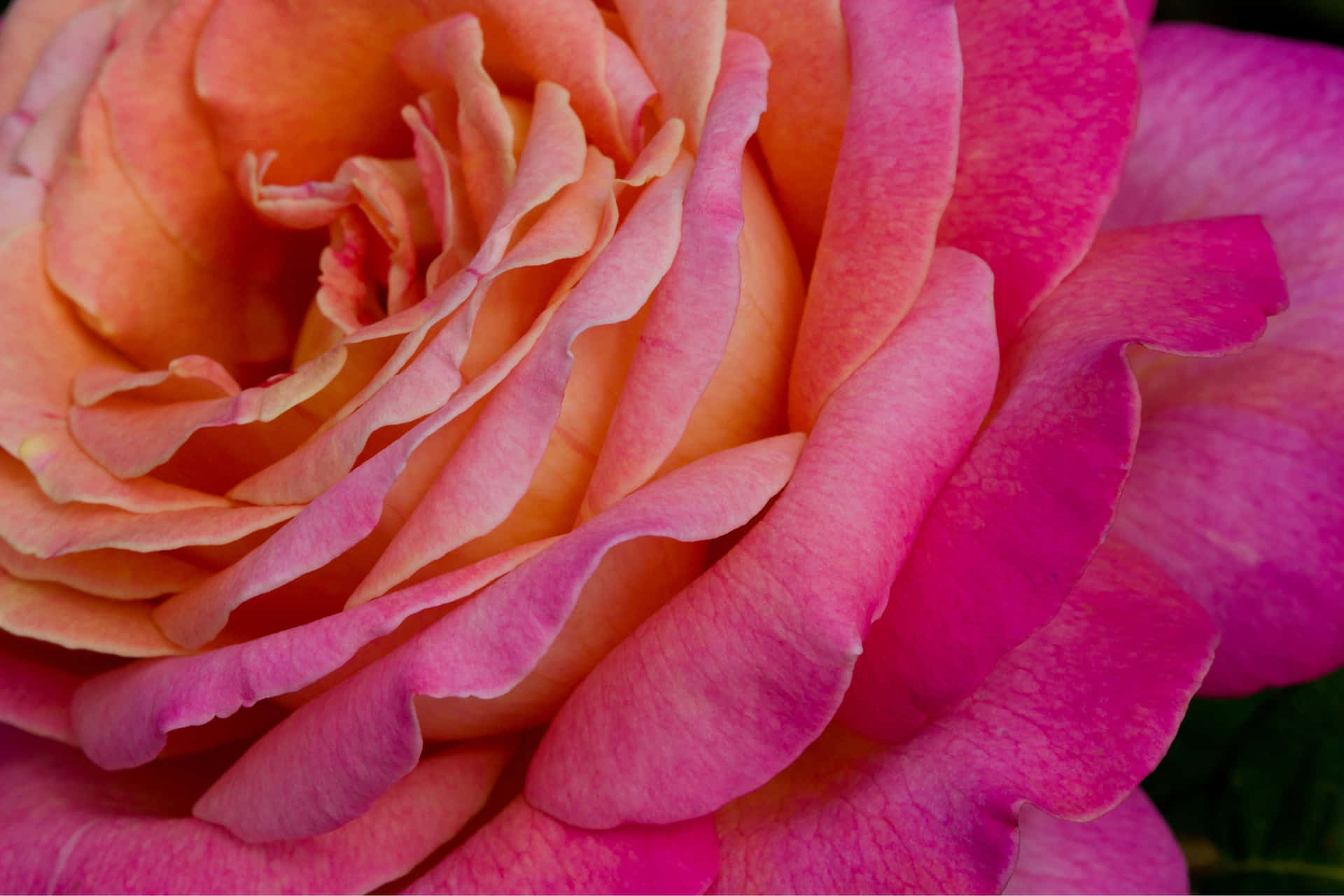 Pink Orange Rose Closeup.jpg Wallpaper