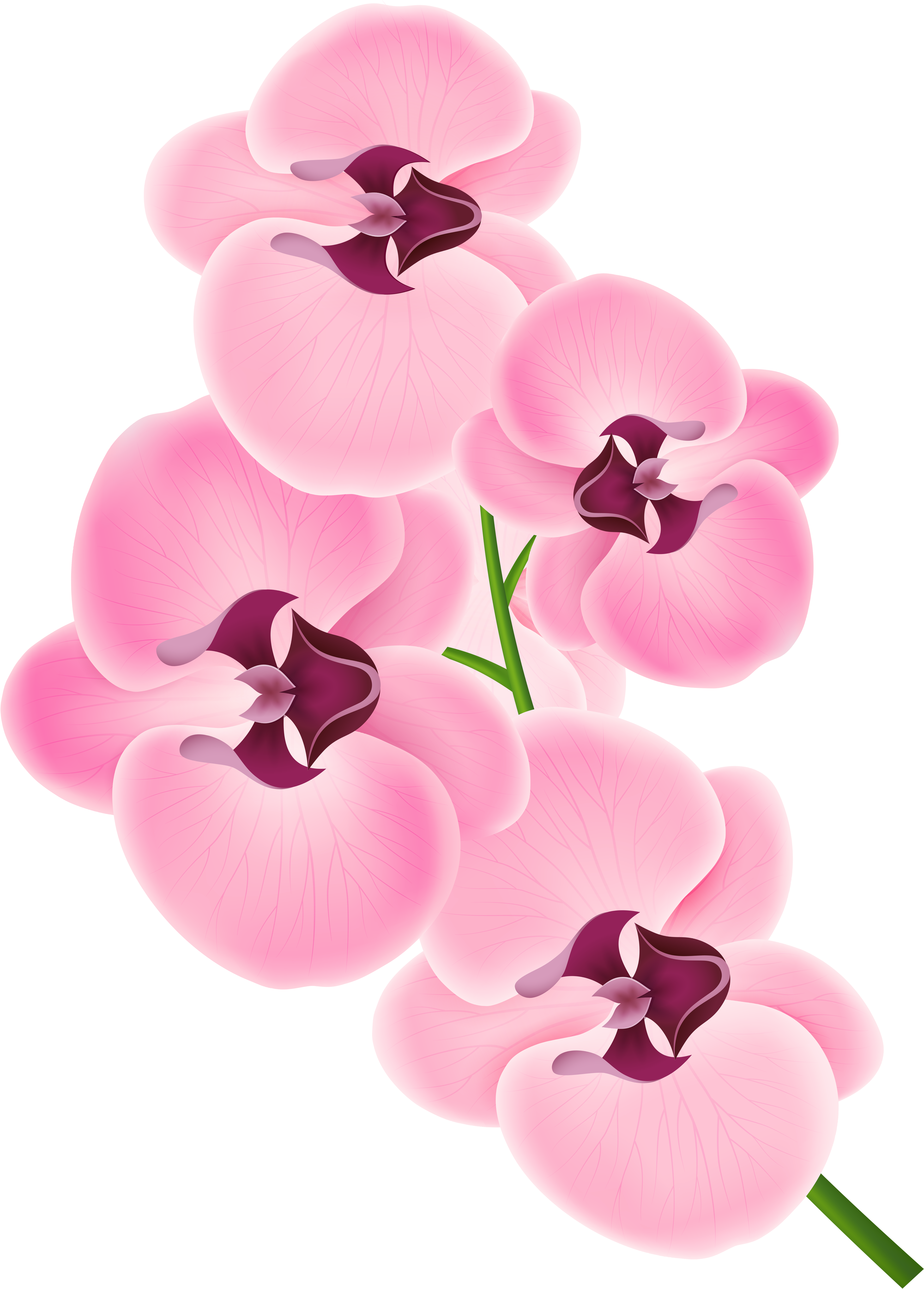 Pink Orchid Blossoms Vector PNG