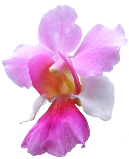 Pink Orchid Flower Isolated Background PNG