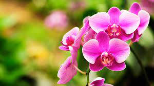Pink Orchid Flowers Wallpaper