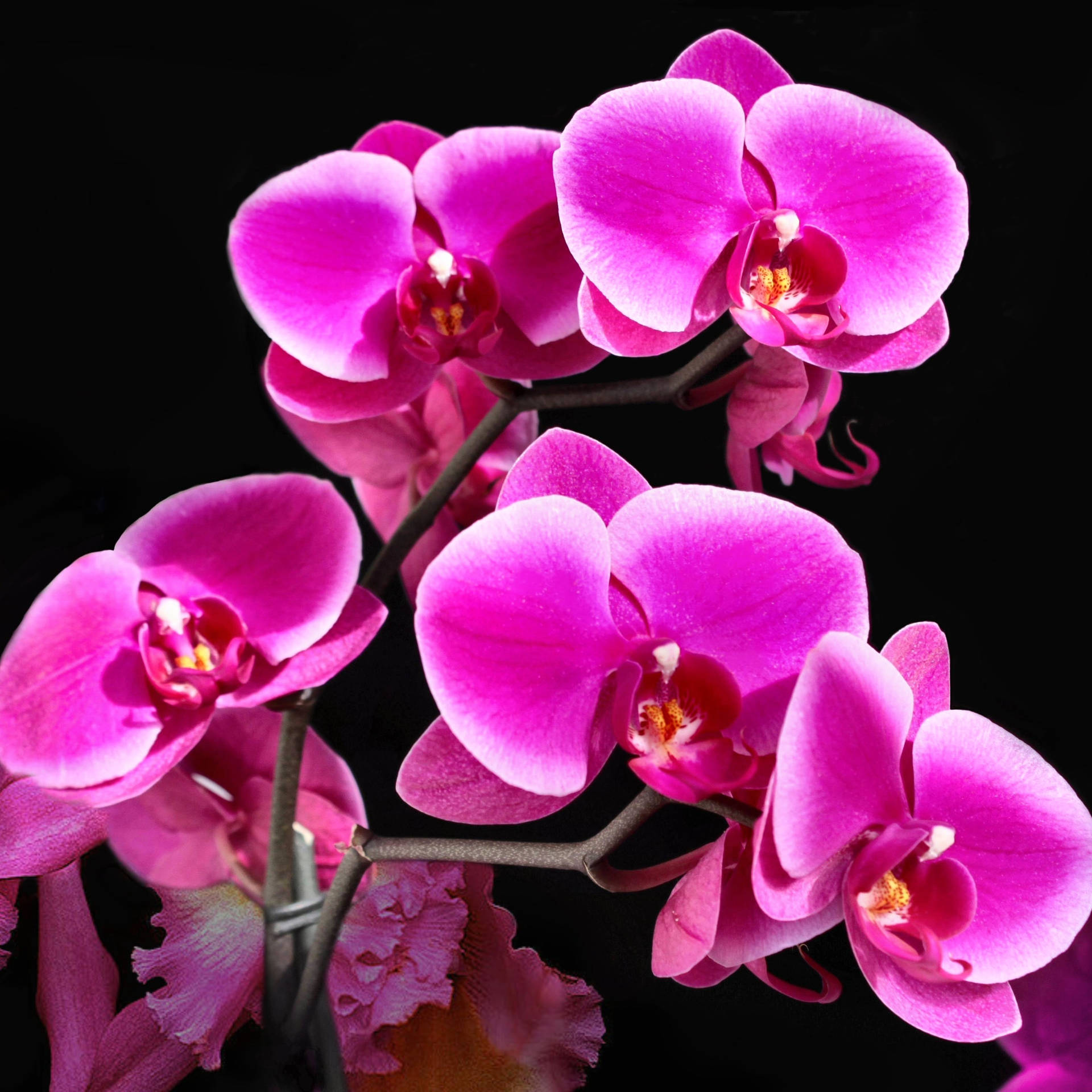 Pink orchid flowers image wallpaper.