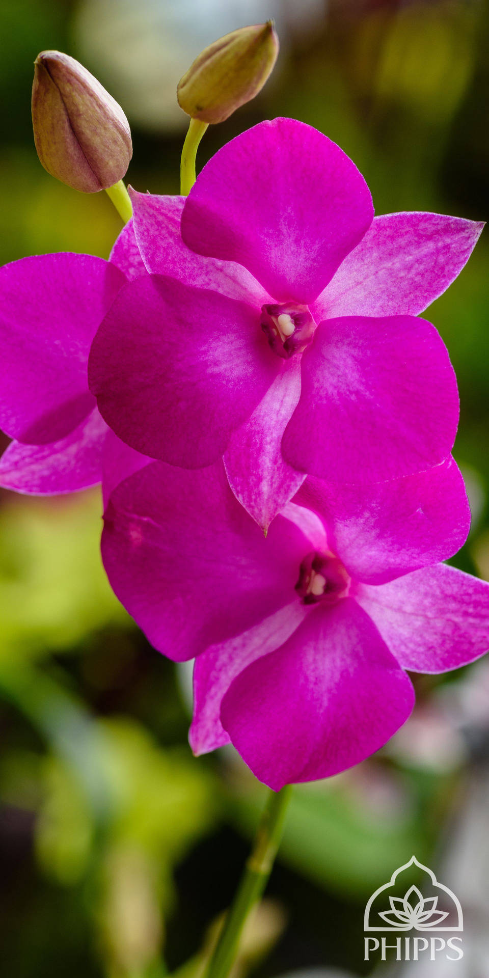 Pink Orchid Flowers Mobile Wallpaper