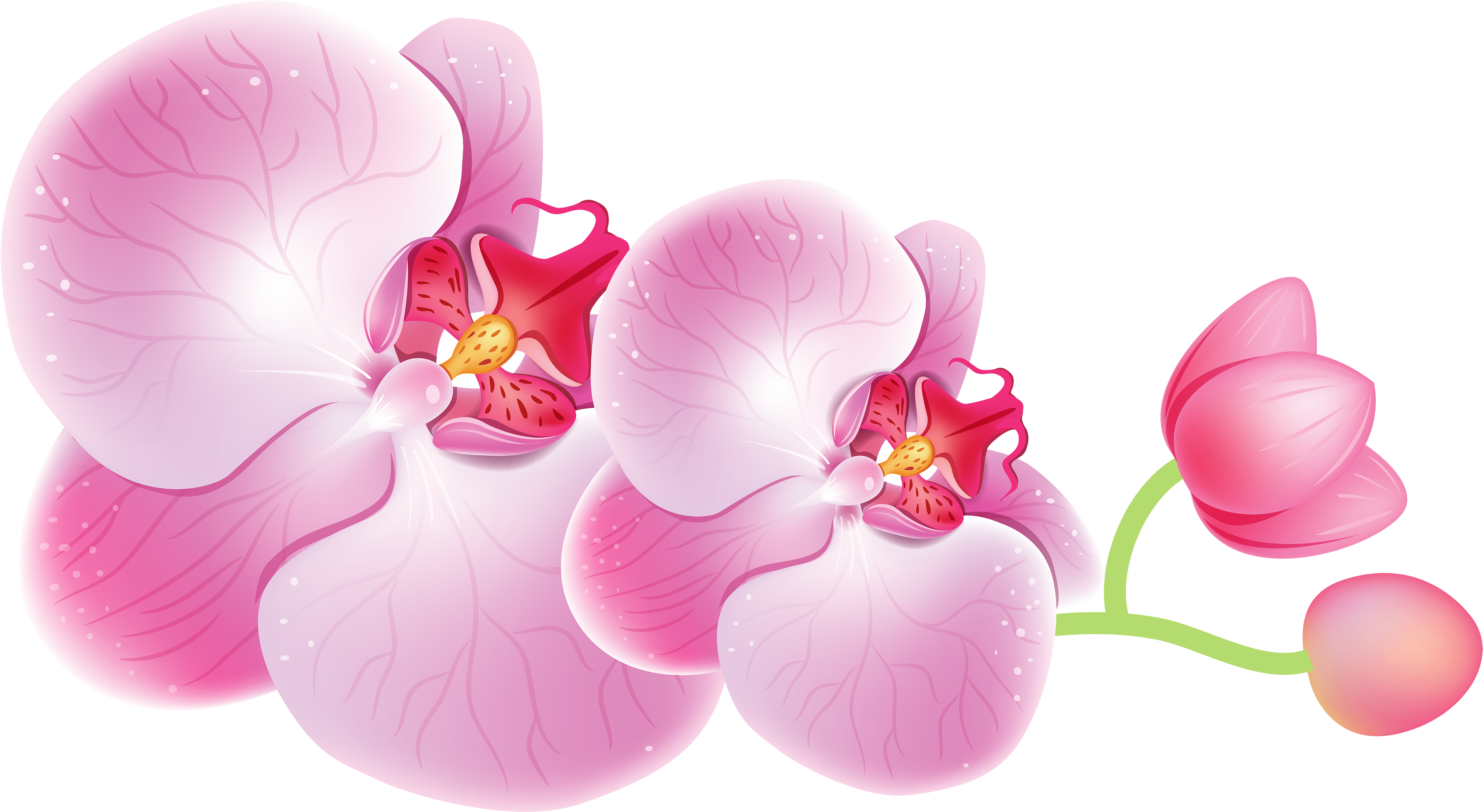 Pink Orchid Illustration PNG