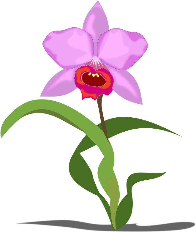 Pink Orchid Illustration PNG