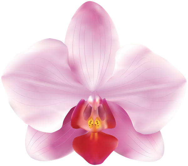 Pink Orchid Illustration PNG