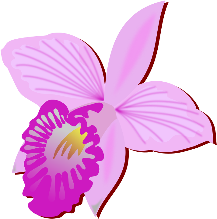 Pink Orchid Illustration PNG