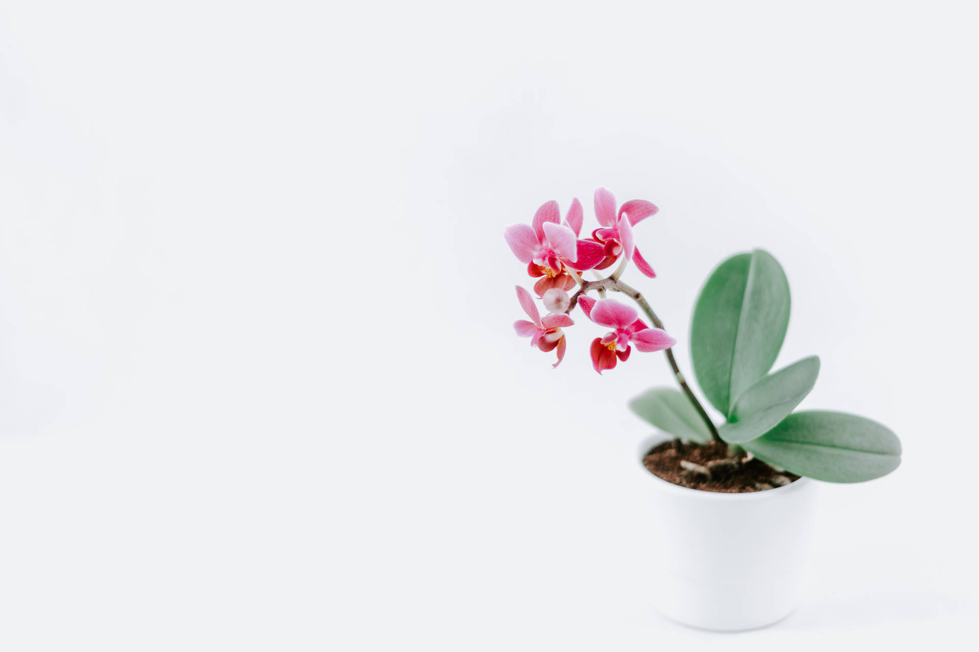 Pink Orchid On White Background
