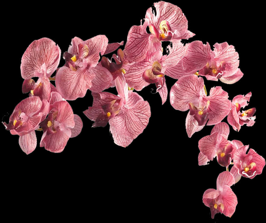 Pink Orchids Black Background PNG