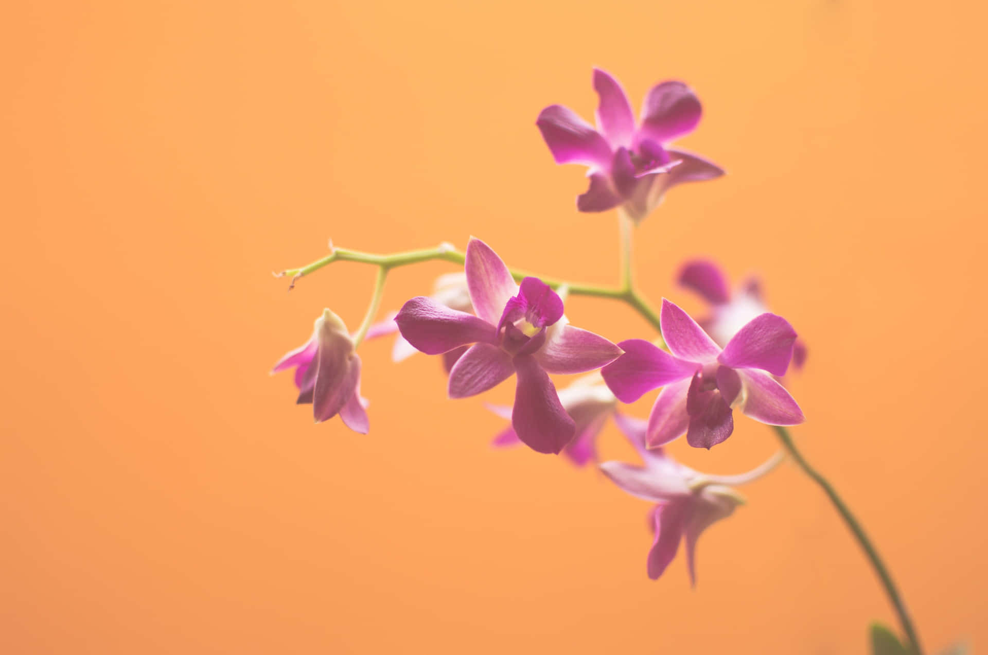 Pink Orchids Orange Backdrop Wallpaper