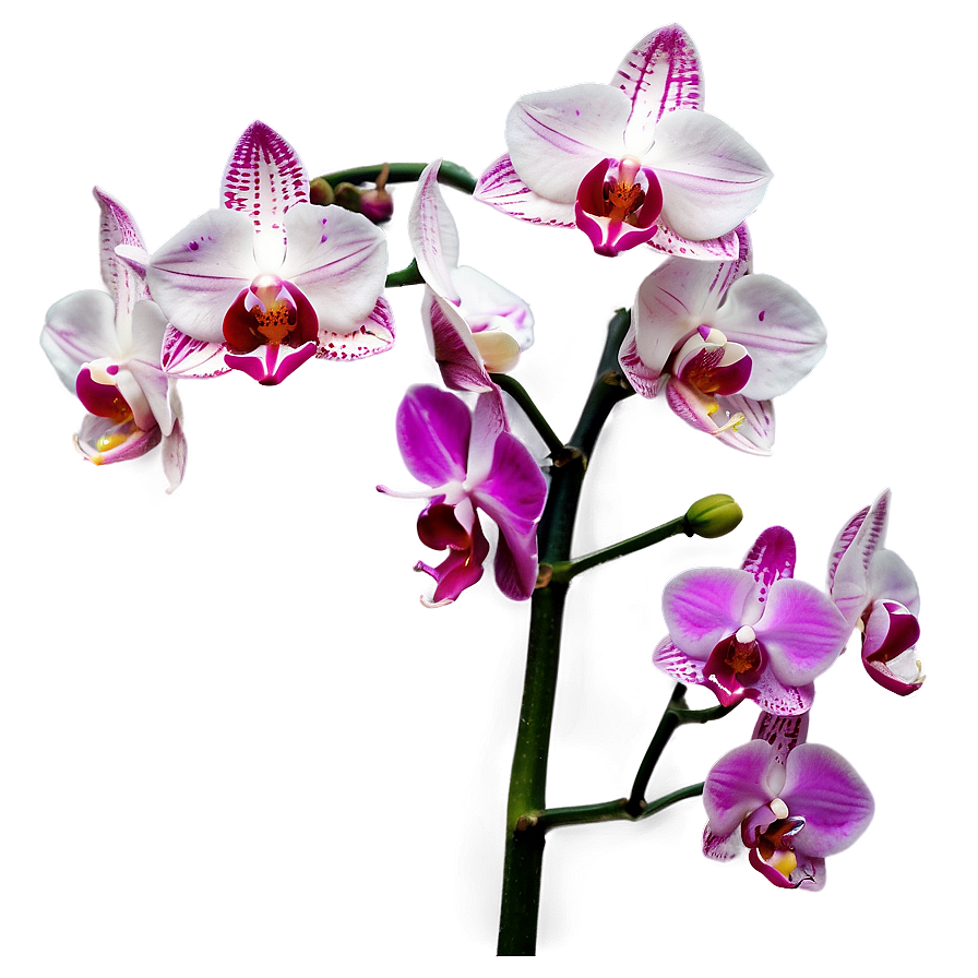 Pink Orchids Png 05242024 PNG