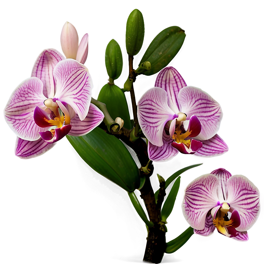 Download Pink Orchids Png 51 | Wallpapers.com