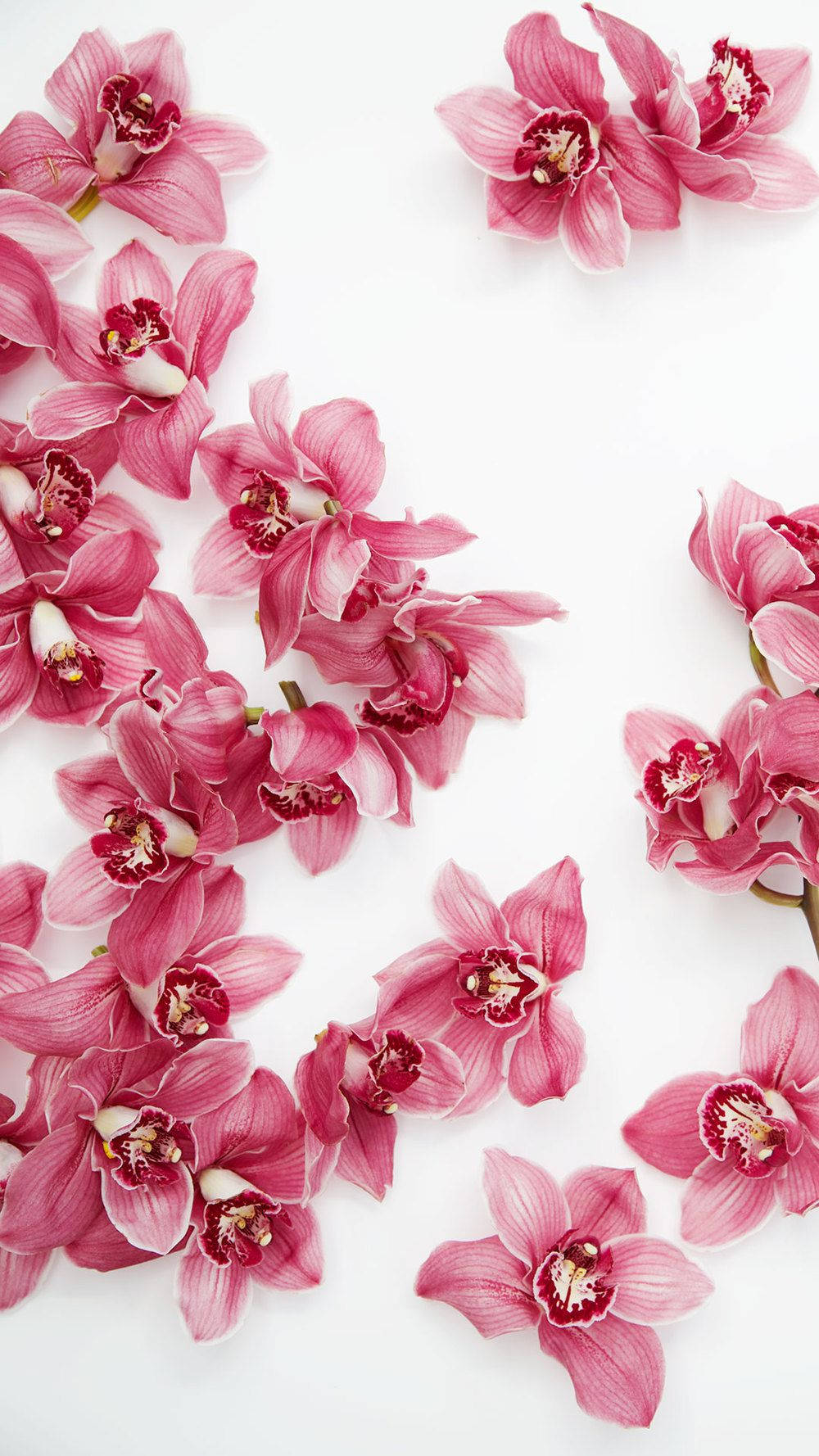 Pink Orkideer Blomster Iphone Wallpaper